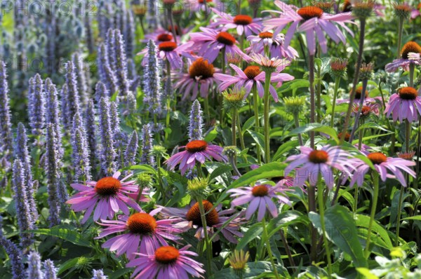 Purple cone flower (Echinacea purpurea)