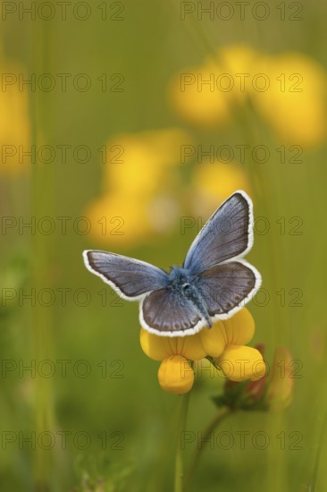 Silver-studded blue (Plebejus argus) male, North Rhine-Westphalia, Germany, Europe