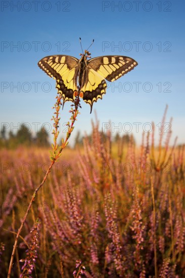 Swallowtail (Papilio machaon) in Heide, North Rhine-Westphalia, Germany, Europe