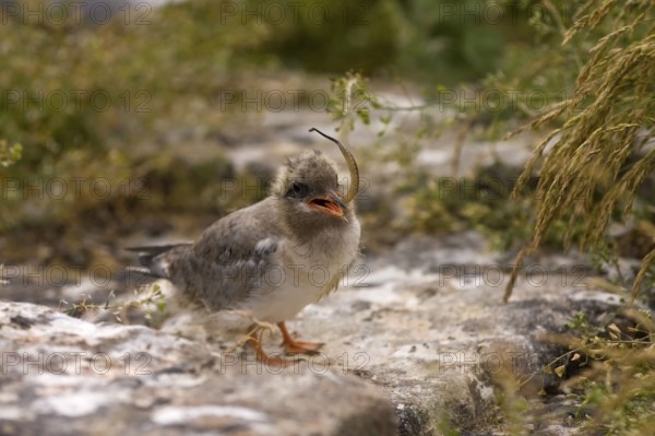 Arctic Tern (Sterna paradisaea), young