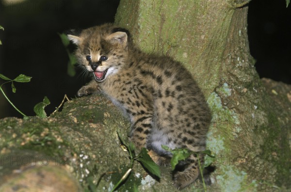 Serval (leptailurus serval), Cub calling