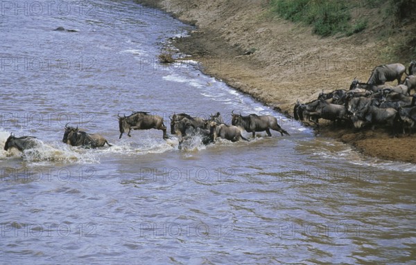 Blue Wildebeest (connochaetes taurinus), Herd Crossing Mara River during Migration, Masai Mara Park in Kenya