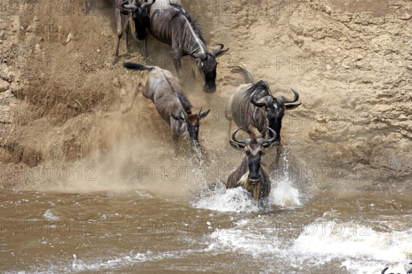 Blue Wildebeest (connochaetes taurinus), Herd crossing Mara River during Migration, Masai Mara Park in Kenya
