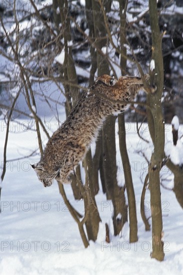 BOBCAT (lynx rufus), ADULT LEAPING FROM TREE, CANADA