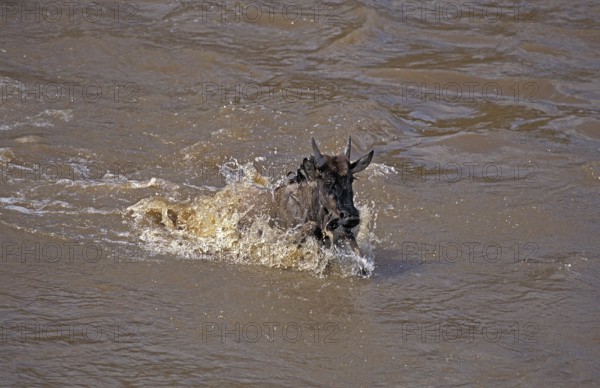 Blue Wildebeest (connochaetes taurinus), crossing Mara River during Migration, Masai Mara Park in Kenya