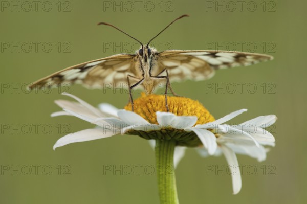 Marbled white (Melanargia galathea), Ox-eye daisy (Leucanthemum vulgare) North Rhine-Westphalia, Germany, Europe