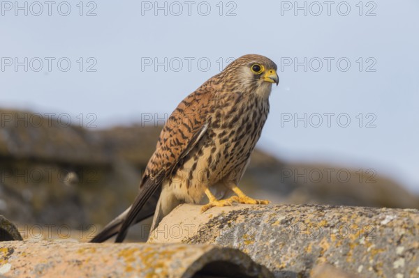 Lesser Kestrel (Falco naumanni) f, Spain, Europe