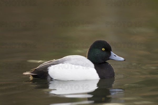Bergente, Aythya marila, Greater Scaup