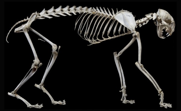 Lynx rufus Skeleton