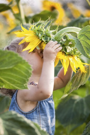 Child smelling sunflower in spring field