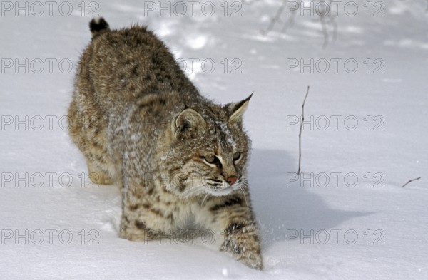 BOBCAT (lynx rufus), ERWACHSENER GANG DURCH DEN SCHNEE, KANADA