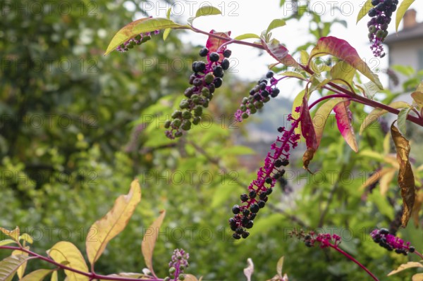 Pokeweed (Phytolacca americana) berries ripening in San Pellegrino Italy