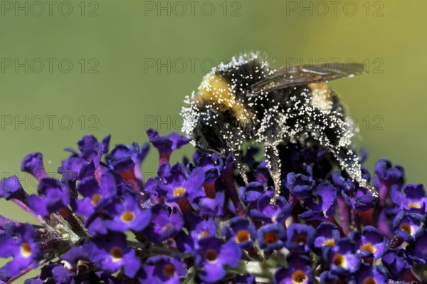 Garden bumblebee on a butterfly bush