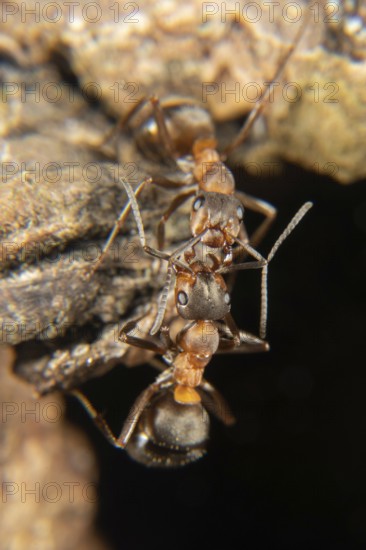 Red wood ant in early spring