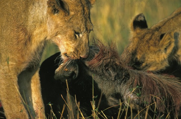 African Lion (panthera leo), Females with a Kill, a Wildebeest, Nairobi Park in Kenya