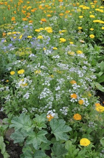 Vegetable garden, garden marigold (Calendula officinalis), coriander (Coriandrum sativum)