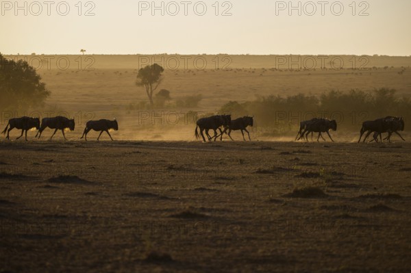 Wilderbeast, Gnu (Connochaetes taurinus)