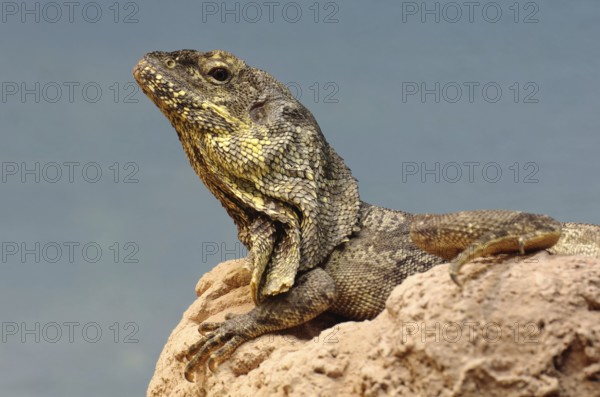 Collar lizard