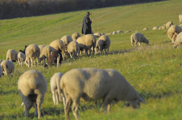 Landscape : Swabian Alb Flock of sheep in autumn on pasture, with shepherd, domestic sheep (Ovis orientalis aries)