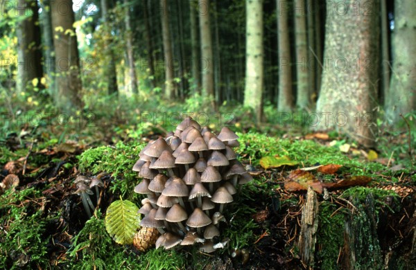(Mycena stipata) (Mycena alcalina)