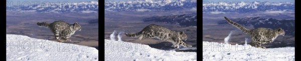 Snow Leopard or Ounce, uncia uncia, Adult running on Snow, Movement sequences