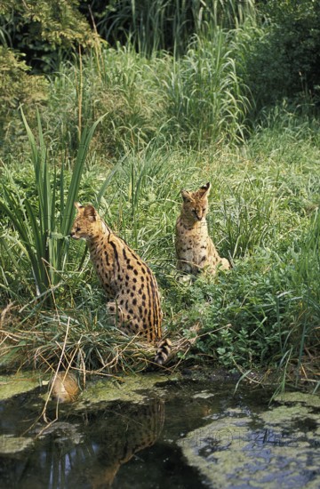 Serval (leptailurus serval)