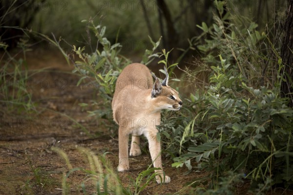 Caracal (caracal caracal), Adult