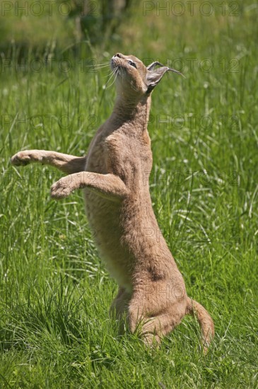 caracal (CARACAL caracal) ADULT HUNTING, STANDING ON HIND LEGS