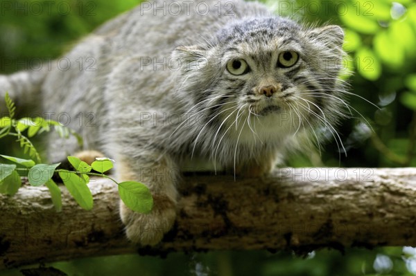 MANUL OR PALLAS'S CAT (otocolobus manul), ADULT ON BRANCH