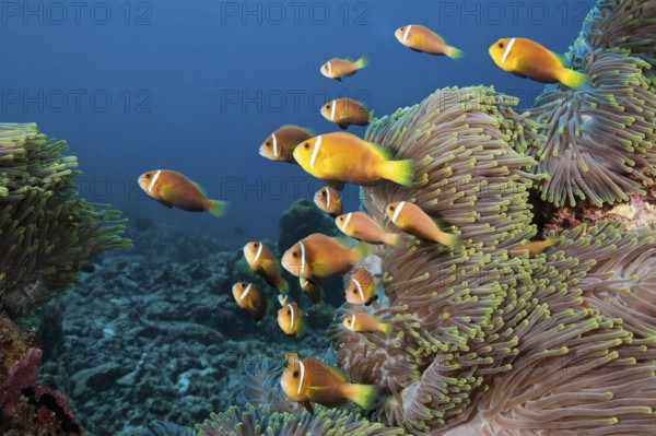 Maldives Anemonefish, North Male Atol, Maldives (Amphiprion nigripes)