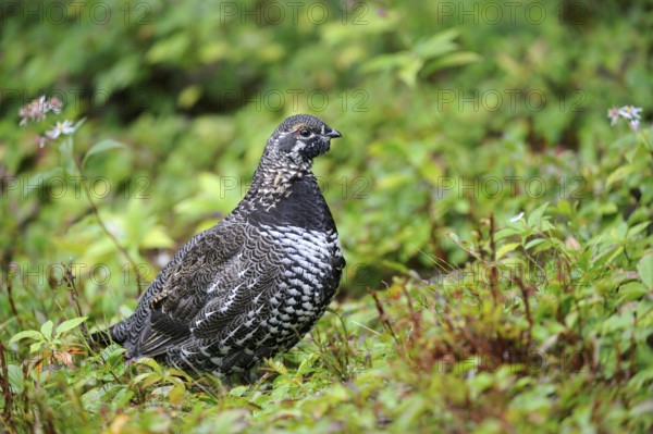 Canada Grouse (Falcipennis canadensis), female, Cap Breton Highlands National Park, Nova Scotia (Dendragopus canadensis), Spruce Grouse, Canada, North America