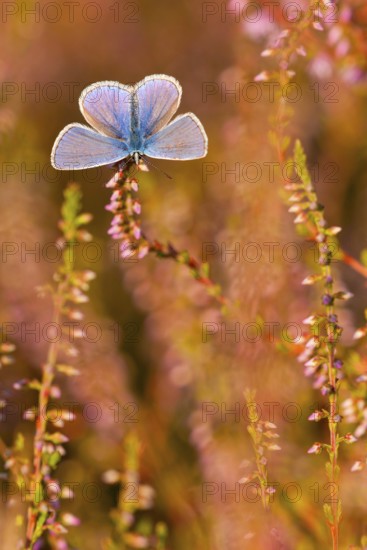 Common blue butterfly (Polyommatus icarus) male, North Rhine-Westphalia, Germany, Europe
