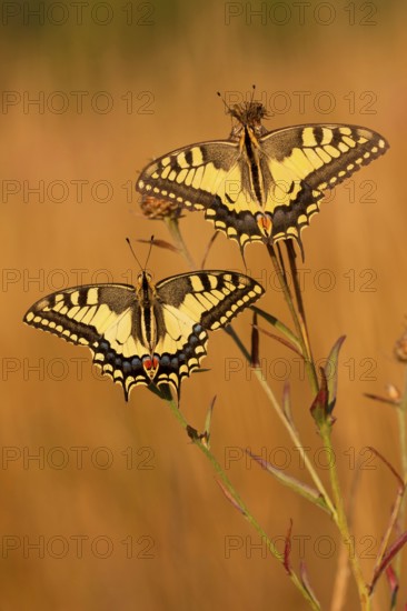 Swallowtail (Papilio machaon) North Rhine-Westphalia, Germany, Europe