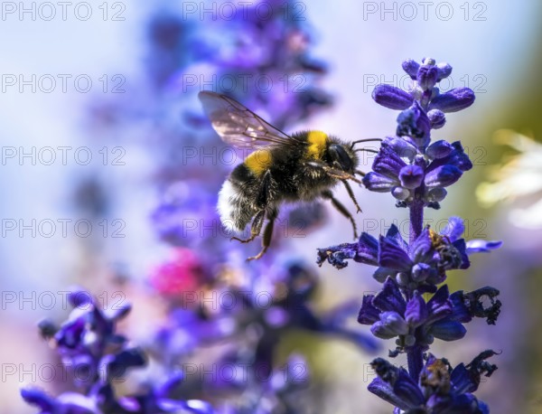 Macro of a northern white-tailed bumblebee flying to a purple sage flower blossom