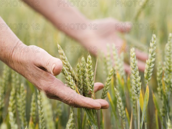 Woman holding wheat her hands. High resolution photo