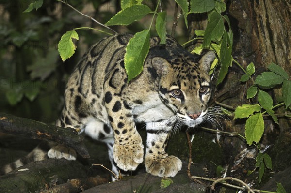 Clouded leopard (neofelis nebulosa), ADULT