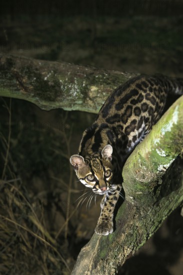 MARGAY CAT leopardus wiedi, adult ON BRANCH