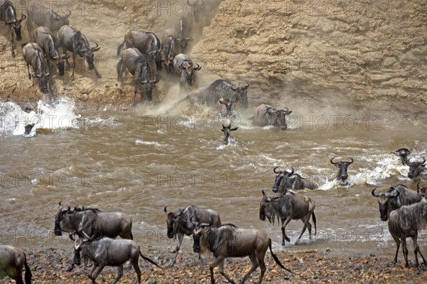 Blue Wildebeest (connochaetes taurinus), Herd crossing Mara River during Migration, Masai Mara Park in Kenya