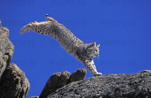 BOBCAT (lynx rufus), ADULT LEAPING ON ROCK, CANADA