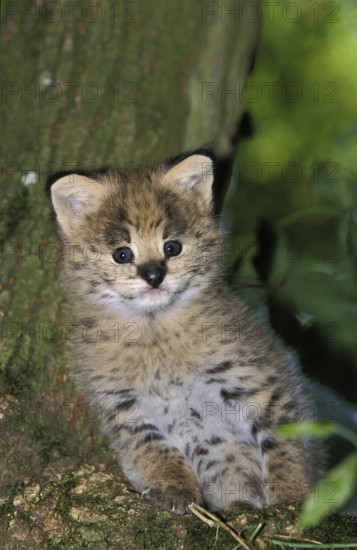 SERVAL (leptailurus serval), CUB SITTING