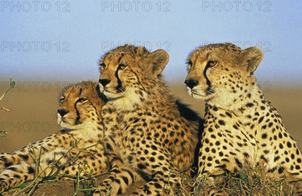 Cheetah (acinonyx jubatus), Adults laying through Savanna, Kenya, Africa