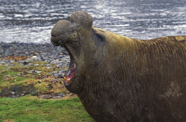 Southern Elephant Seal (mirounga leonina), Male laying on Beach in Defensive Posture, Antarctica