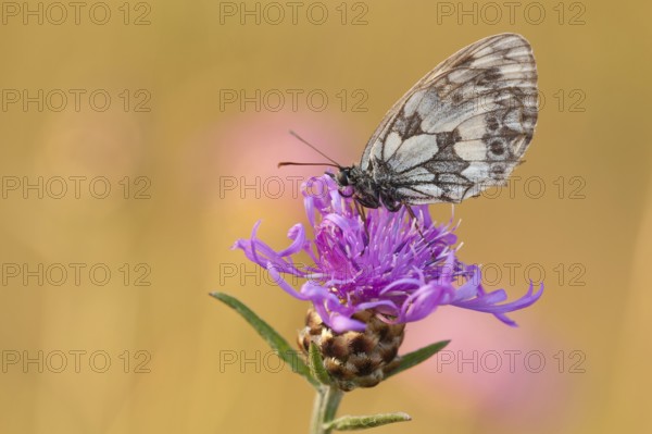 Marbled white (Melanargia galathea), Brown knapweed (Centaurea jacea) North Rhine-Westphalia, Germany, Europe