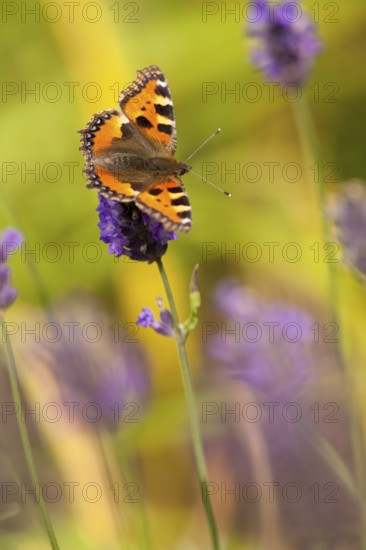 Small tortoiseshell (Aglais urticae) Rhineland-Palatinate, Germany, Europe