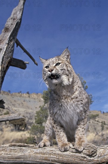 Bobcat (lynx rufus), Adult in Tree against Blue Sky, Canada, North America