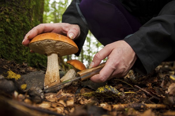 Leccinum aurantiacum (Leccinum aurantiacum) Mushroom picking, Rhineland-Palatinate, Germany, Europe