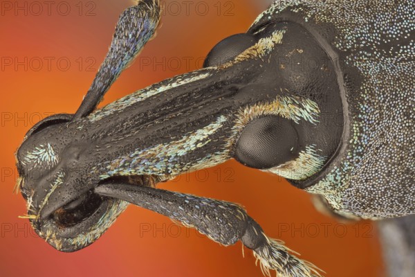 These weevils are among the most colorfull ones in the world