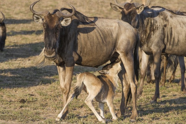 Wilderbeast, Gnu (Connochaetes taurinus)