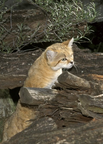 SAND sand cat (felis margarita), ADULT