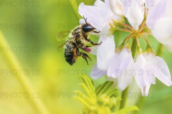 A wild wet bee gathering pollen on a pink clover flower